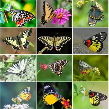  5D Сам Животни Диамантена Живопис Пълна Тренировка на Пеперуда на Цвете Комплекти за Бродерия на Кръстат Бод за Възрастни Мозайка Ръчно изработени от Планински Кристал